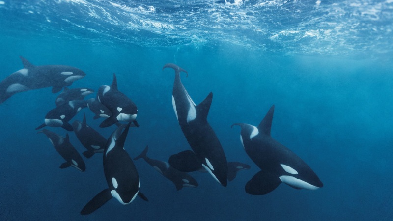 Check out techniques used by Orca pod to hunt the biggest fish on earth